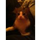 Jasper, Hauskatze - Kater