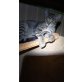 Jasper, sucht ein Körbchen - Kater