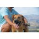 Jaspis, lieber Familienhund - Rüde