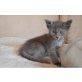 Javanese / Mandarin - Katze