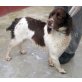 Jay, English Springer Spaniel - Rüde