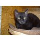 Jay, Rex-Mix  - Kater