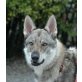 JayJay, Tschechoslowakischer Wolfhund - Rüde