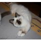 Jazmin, Heilige Birma - Katze