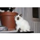 Jazmin, Heilige Birma - Katze