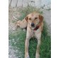 Jazz, süßer Labrador-Mischling - Hündin