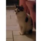 Jazzy, Bildschöner Hauskater (Allergie!!) - Kater