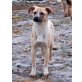 Jazzy, Mischling Welpen - Hündin
