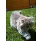 Jean, Perser - Katze