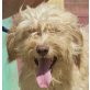 Jeanette, Perro de Agua Espanol - Hündin