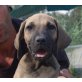 Jeanie, dt. Boxer - Jagdhund Mix Welpen - Hündin