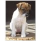 Jeanne dArc, Jack-Russell-Terrier Welpen - Hündin