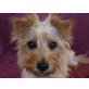Jeannie, Terrier-Mix - Hündin