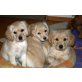 Jeanninis & Merlinis, Spaniel, Golden Retriever und Spitz Welpen - Rüde
