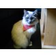 Jeanny, Heilige Birma - Katze