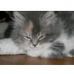 Jeany, Perser - Katze