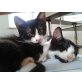 Jeany & Teddy, Geschwisterpärchen m&w - Katze