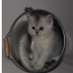 Jeck, Britisch Kurzhaarkatze - Kater