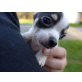 Jeff, Chihuahua kurzhaariger Schlag - Rüde