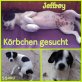 Jeffrey, Mischling Welpen - Rüde