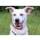 Jella, Labrador-Mix - Hündin