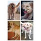 Jello, Retriever-Mischling - Rüde