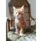 Jelly Belly, Maine Coon - Kater