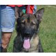 Jenci, Deutscher Schäferhund - Rüde