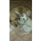 Jenna, Goldenretriver Mix - Hündin