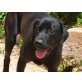 Jenna, Labrador-Mischling - Hündin