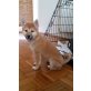 Jenna, Shiba Inu Welpen - Hündin