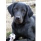 Jenny, Labrador-Mix - Hündin