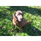 Jenny, Labrador Retriever - Hündin