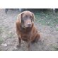 Jenny, Labrador Retriever - Hündin