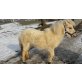 Jenny, Shetland Pony - Stute
