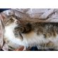 Jenny, möchte Sie um die Pfote wickeln - Katze