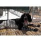 Jenny, wunderschönes English Setter Mädchen! - Hündin