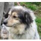 Jeny, Sheltie-Mix - Hündin