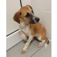 Jerald - in großer Gefahr, Jagdhund Mix Welpen - Rüde