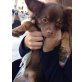 Jeremy / Jerry, Chihuahua  Welpen - Rüde