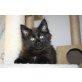 Jeremy und Jesse, Maine Coon - Kater