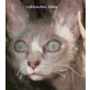 Jermias, LaPerm - Kater