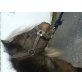Jerome, Deutsches Part-Bred Shetland Pony - Hengst