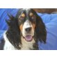 Jeroni, Setter tricolor - Rüde