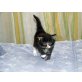 Jeronimo, Maine Coon - Kater