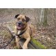 Jerry-Baerli, Boxer-Labrador-MIX - Rüde