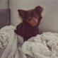 Jerry, Chihuahua Dackel - Rüde