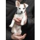 Jerry, Chihuahua - JagthundMix - Rüde