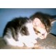 Jerry, Europäische Kurzhaarkatze - Kater