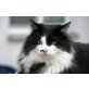 Jerry (Freigänger), Mischling - Kater